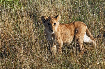 Baby lion (panthera leo) Masai Mara, Kenya, Africa