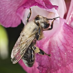 Honey Bee (Apis) on a Himalayan Balsam (Impatiens glandulifera)