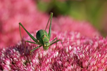 Female speckled bushcricket sitting on a flowering stonecrop - sedum live-forever - orpine - livelong - (Leptophyes punctatissima) (Sedum telephium cultivar Autumn Joy)
