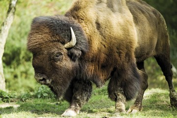 Fototapeta premium American Bison or Buffalo (Bison bison)