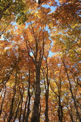 Fototapeta premium ブナの原生林の黄葉 Mt.Chokai, Yamagata, Japan 
