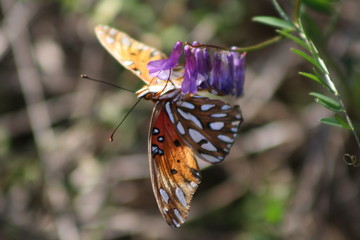 Obraz premium Butterfly on violet petals