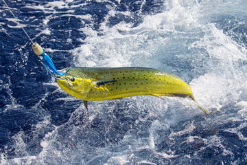 Fresh Mahi Mahi being caught in ocean