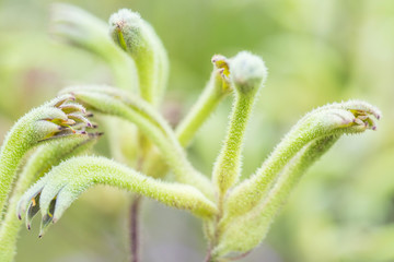 Tropical Green Plant