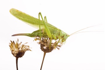 Great green bush cricket ((Tettigonia viridissima)