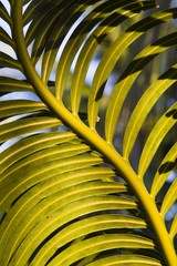 Palm frond, Indonesia, Asia