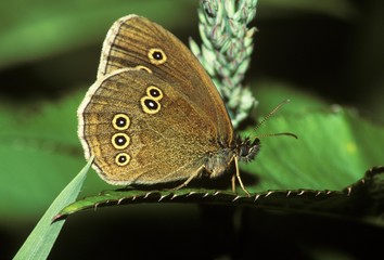 The Ringlet (Aphantopus hyperantus), Germany, Europe