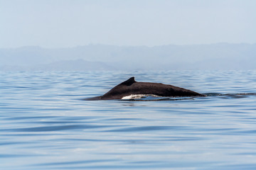 Fototapeta premium Humpback whale