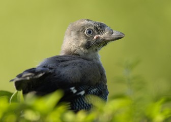 Young Eurasian Jay (Garrulus glandarius)