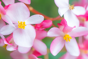 Panele Szklane  Różowy kwiat plumerii