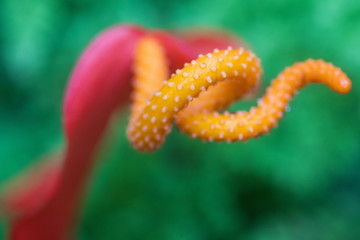 Bright orange pigtail plant aka Flamingo Flower