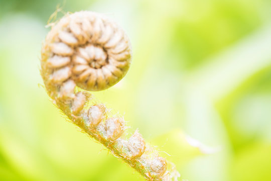 Closeup Fiddlehead Fern Plant