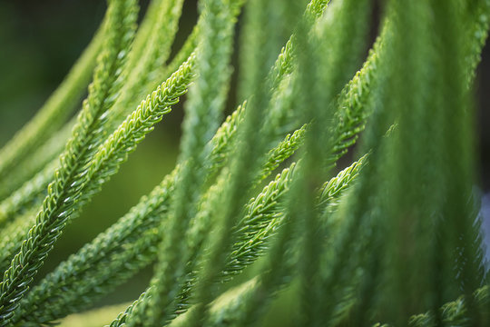 Close Up Green Plant