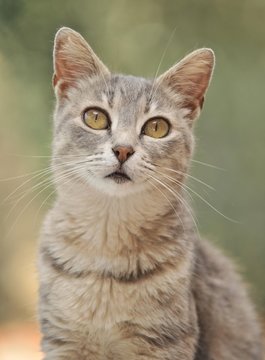 Young grey-tigered cat, portrait