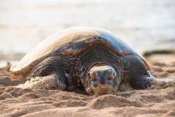 Hawaiian Green Sea Turtle