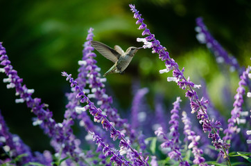 Anna's hummingbird in flight feeding on Mexican sage. © Mary Lynn Strand