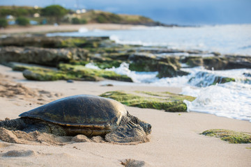 Hawaiian Green Sea Turtle