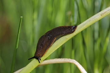 Red Slug, Arion ater, Arion rufus