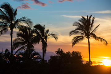 Obraz premium Palm Trees at an island sunset