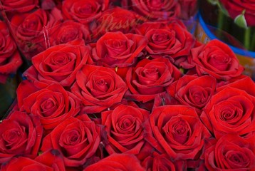 Bouquet of roses, Floating Flower Market, Singel Canal, Amsterdam, Netherlands, Europe