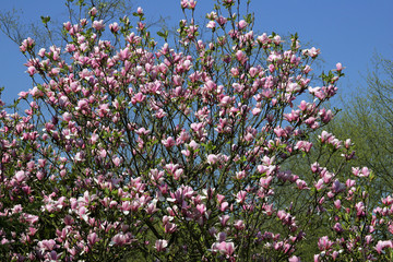 Obraz na płótnie Canvas Magnolia - hybrid (Magnolia Ricky)