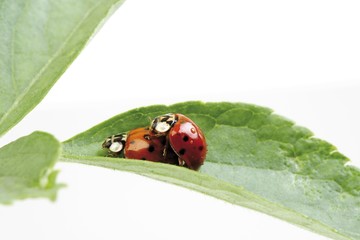 Ladybugs or Ladybirds (Coccinellidae)