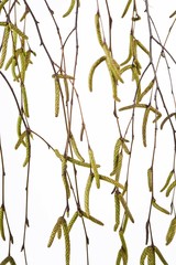 Birch blossoms (Betula)