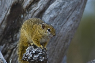 South African Ground Squirrel (Xerus inauris), South Africa, Africa