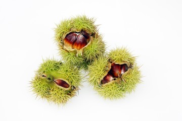 Fruits of the Sweet Chestnut (Castanea sativa)