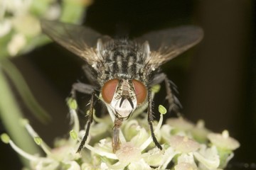 Marbled grey flesh fly (Sarcophaga carnaria)