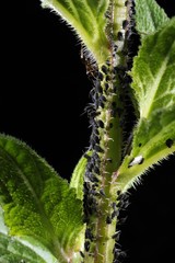 Aphids (Aphidoidea) being milked by ants (Formidicae)