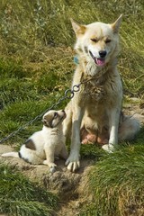 Greenland Dog with puppy (Canidae), sled dog, Greenland, Arctic, North America