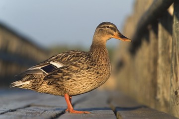 Mallard (Anas platyrhynchos) in morning light