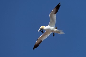 Northern gannet with tang in the beak for nest-building (Sula bassana) (Morus bassanus)