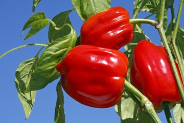 Red Bell Pepper (Capsicum annuum) growing on Bell Pepper plant, vegetable