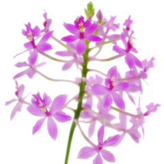 Fototapeta na wymiar Orchid Epidendrum Purple