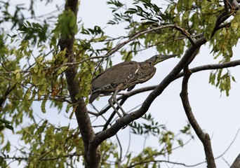 Bare-throated Tiger-Heron, Tigrisoma mexicanum, Costa Rica, Central America