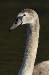Mute Swan (Cygnus olor), cygnet