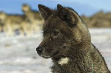 Greenland sled dog (Canidae), Greenland, Arctic, North America