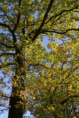 Old english oak - pedunculate oak - leaves in autumn colours - colourful foliage