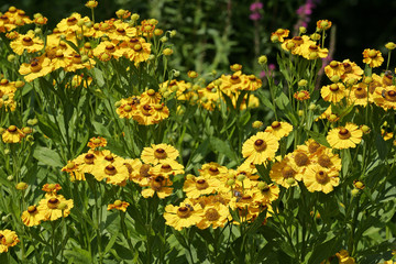 Flowering sneezeweed (Helenium Hybride)