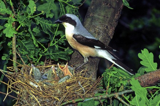 Lesser Grey Shrike (Lanius minor), fam. Laniidae, with nestlings