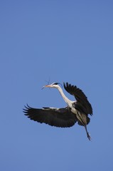 Grey Heron (Ardea cinerea) flying with nesting material