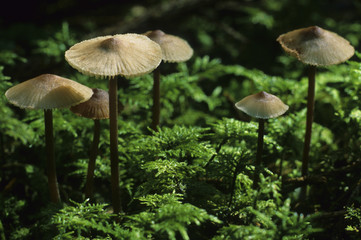 Horsehair Parachute, Marasmius androsaceus