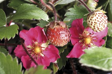 Lipstick Strawberry (Fragaria Lipstick) blossoms