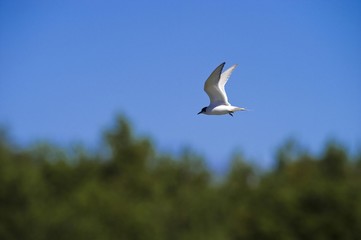 Arctic Tern (Sterna paradiesaea), Harilaid Peninsula, Vilsandi National Park, Saaremaa, Baltic Sea Island, Estonia, Baltic States, Northeast Europe, Europe