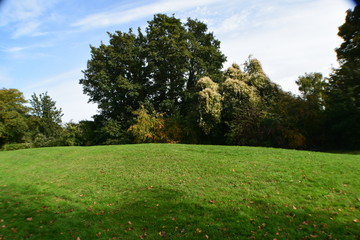 Trees, Hill And Sky