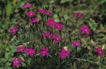 Fototapeta premium Maiden Pinks (Dianthus deltoides)