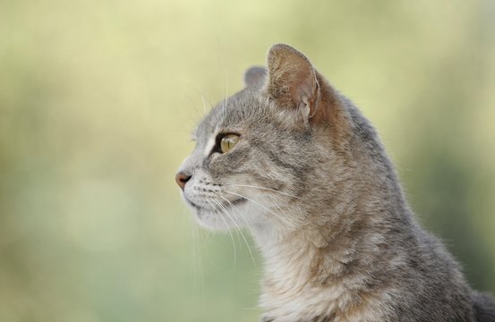 Young grey-tigered cat, portrait