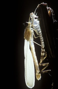 Development of a damslefly (Lestes sp.), series, Nr.11